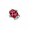 Lady Bugs 30 Machine Embroidery Designs - Image 17